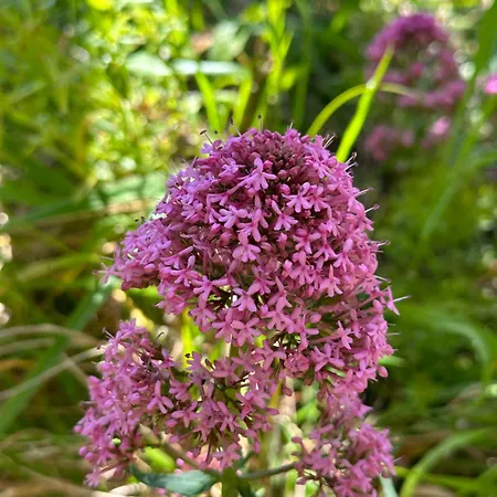 Апартаменты The Valley House Сан-Висенти